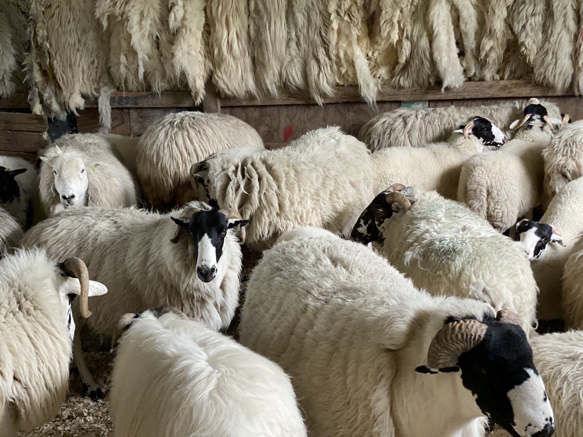 woolismybread's tweet photo. Some of my wooly ladies are in β¦ shearers set up and away we go β¦ wool clip 2021 βοΈπβ€οΈβοΈπβ€οΈβοΈπβ€οΈπβοΈπβ€οΈβοΈπβ€οΈβοΈππ#shepherdess #woolclip #wool #yarn #rug #doglead #shepherdessrug #tweed @NFUCountryside https://t.co/1vME0BRdmf