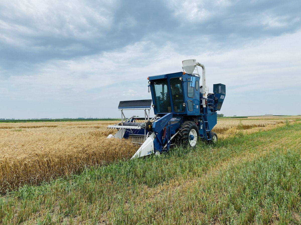 agrideepak093's tweet image. Ready for the first harvest of the season! #WinterWheat #FertilityStudy #NitrogenManagement #UNLResearch