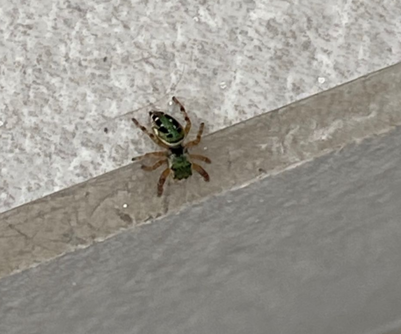 Hi <a href="/BritishSpiders/">BAS</a> perhaps the wrong people (country), but any idea what this Mexican spider is my 2-year-old daughter wanted to play with? Thanks