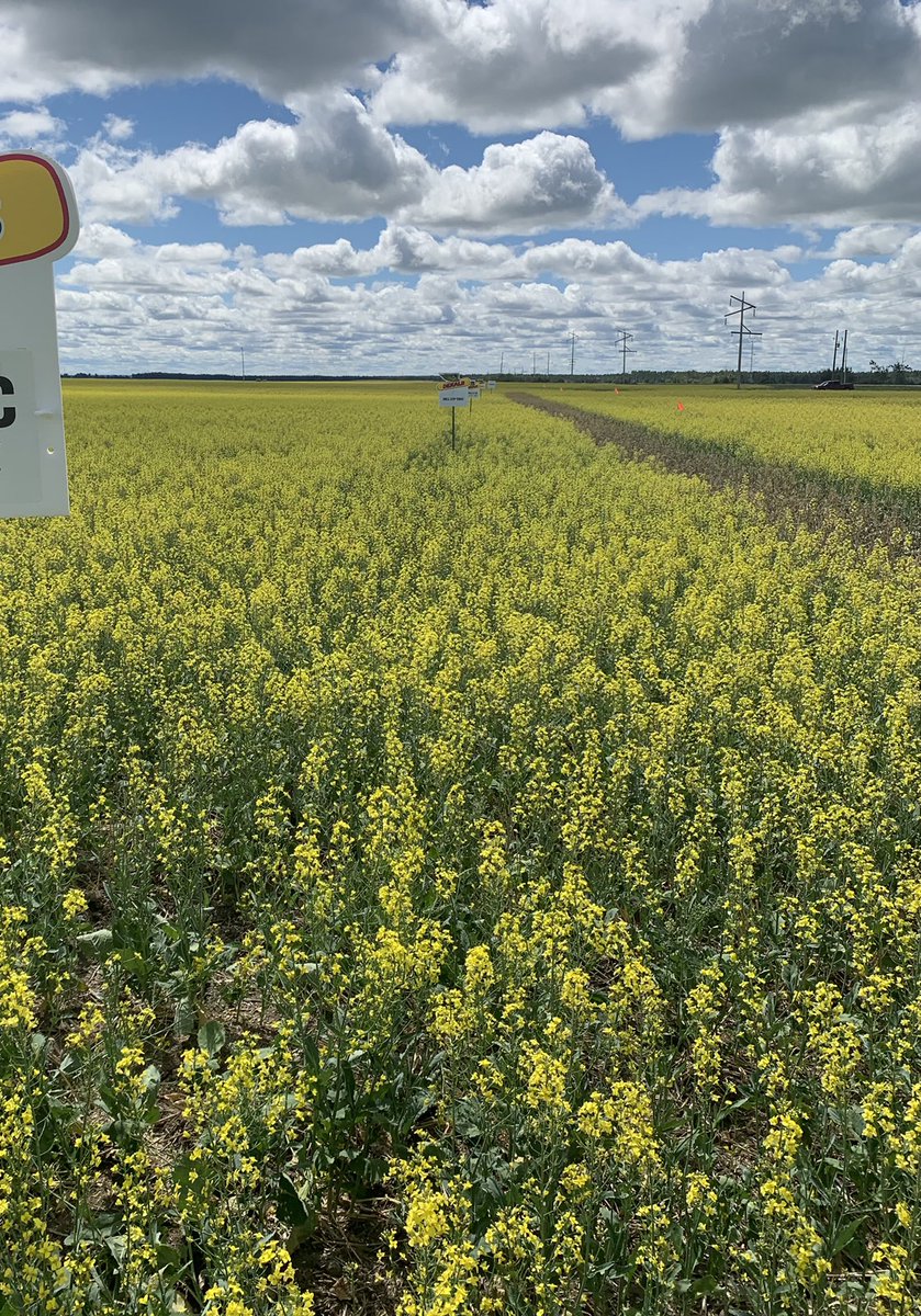 With this relentless heat it will be interesting to see which hybrid can hang on in there. Predictions are for these heat waves to become common. Is heat tolerance something we should select for in the future? <a href="/CargillAgCanada/">CargillAgCanada</a> #cargillfieldtests