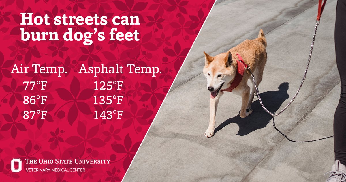 What Temperatures Will Burn Dog Paws