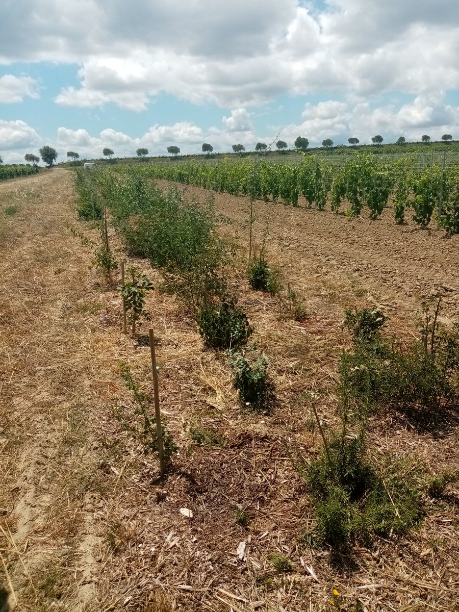 Jeune haie plantée au coeur du vignoble en minervois. Bravo aux viticulteurs qui s"engagent pour la biodiversité.
#Occitanie #vigne #haie