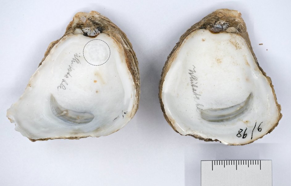 Christine Ewers tweet media