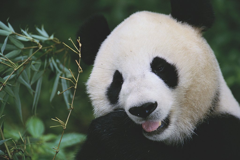 decameronshow's tweet photo. Good news! The giant #panda has been removed from the list of endangered animals in #China, with 1,800 of them now living in the wildness, a Ministry of Ecology and Environment official said. https://t.co/L51RKt7FRE
