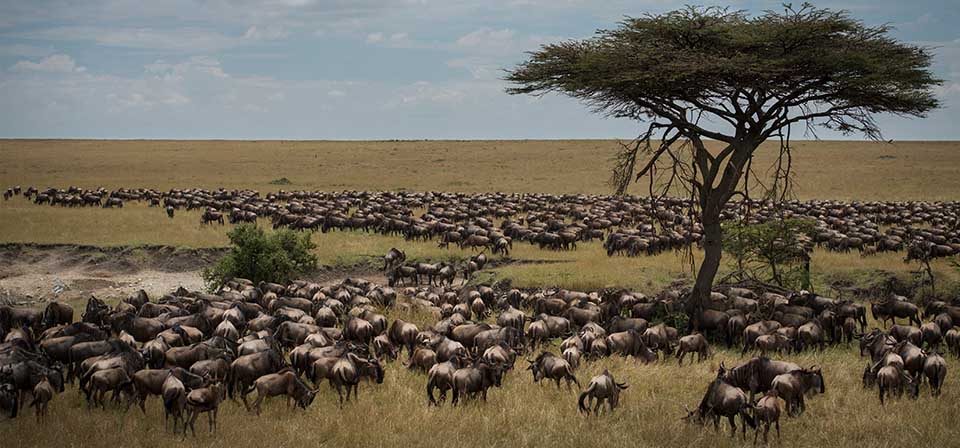 Wildebeest migration at the Masai  Mara
The migration takes place till the end of August .