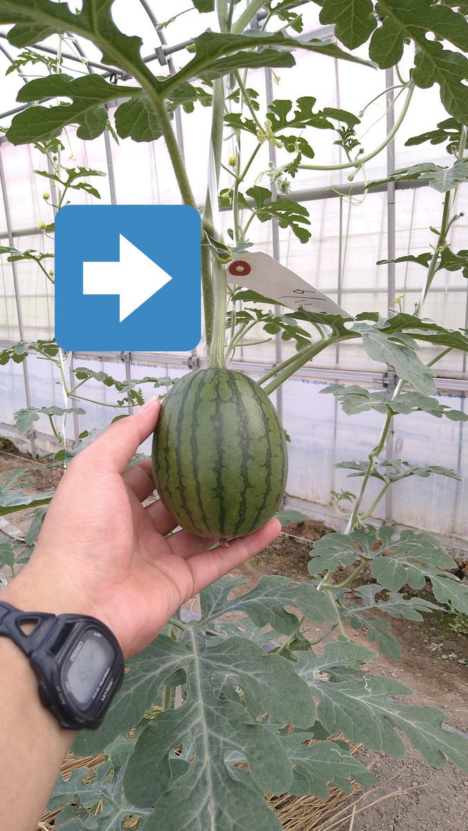 丹精込めて育てたスイカを切ったら食べ頃じゃなく真っ白だった 白いスイカの美味しい食べ方や収穫時期など有識者からアドバイスが届く Togetter