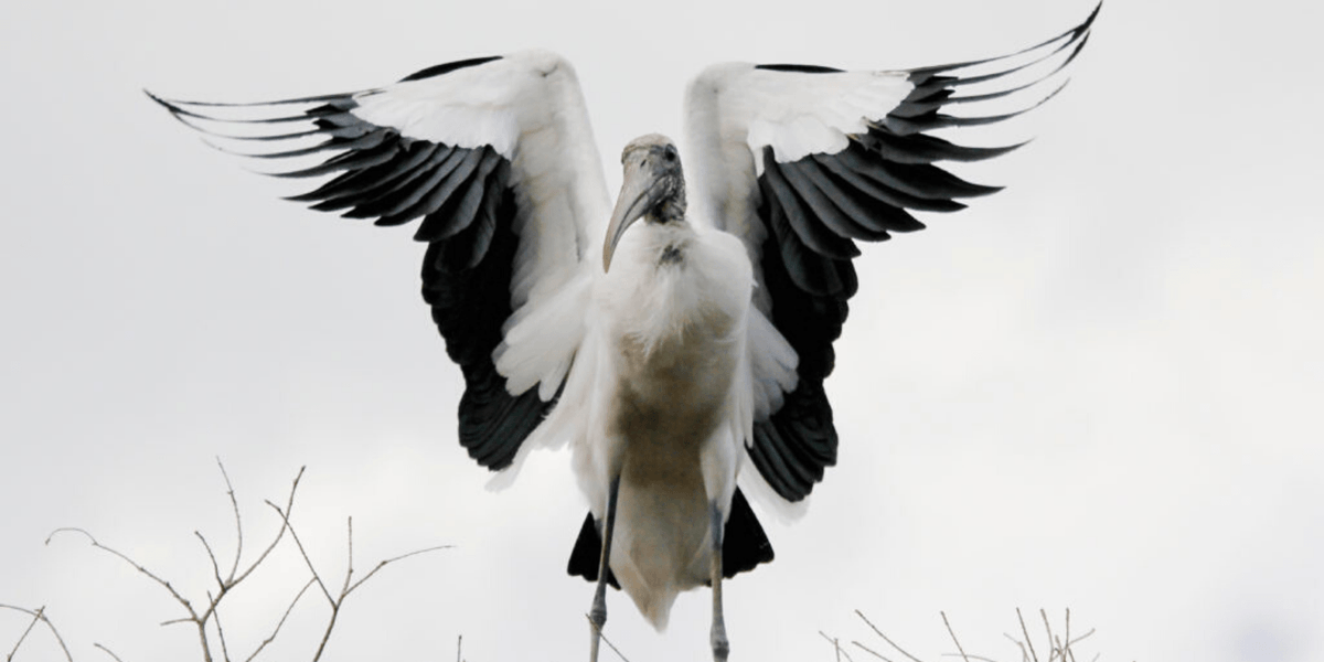 birdingbnb's tweet photo. Delightful new article with great pictures!  It's all about the Wood Stork!  READ IT HERE: 
https://t.co/hBfjqs7Bnu  #woodstork #wadingbirds #birdingbnb https://t.co/YnMq113OPJ