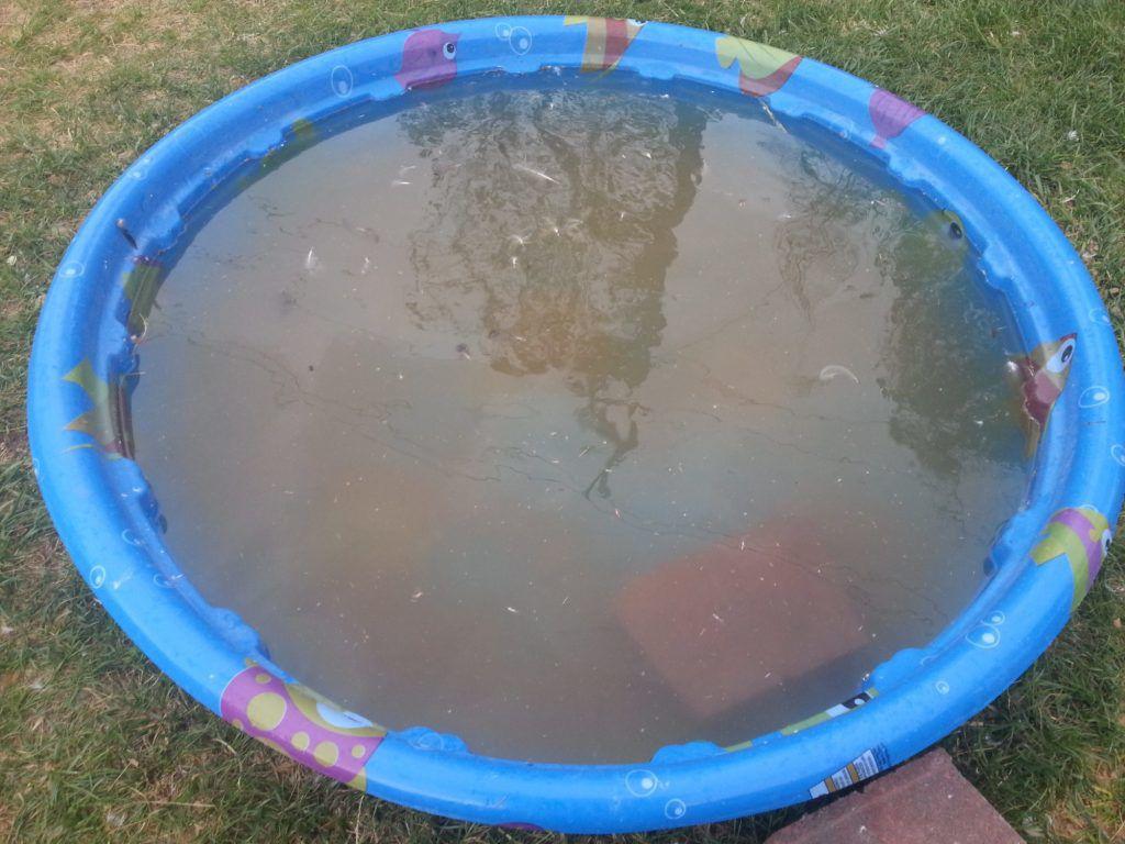 If you have a wading pool for children or pets, please empty every 3-5 days. Murky water like this is a magnet for mosquitoes that carry West Nile virus and Dog Heartworm. So help your family and pets and empty wading pools often. (Image credit: The Record) #kerncounty #westnile