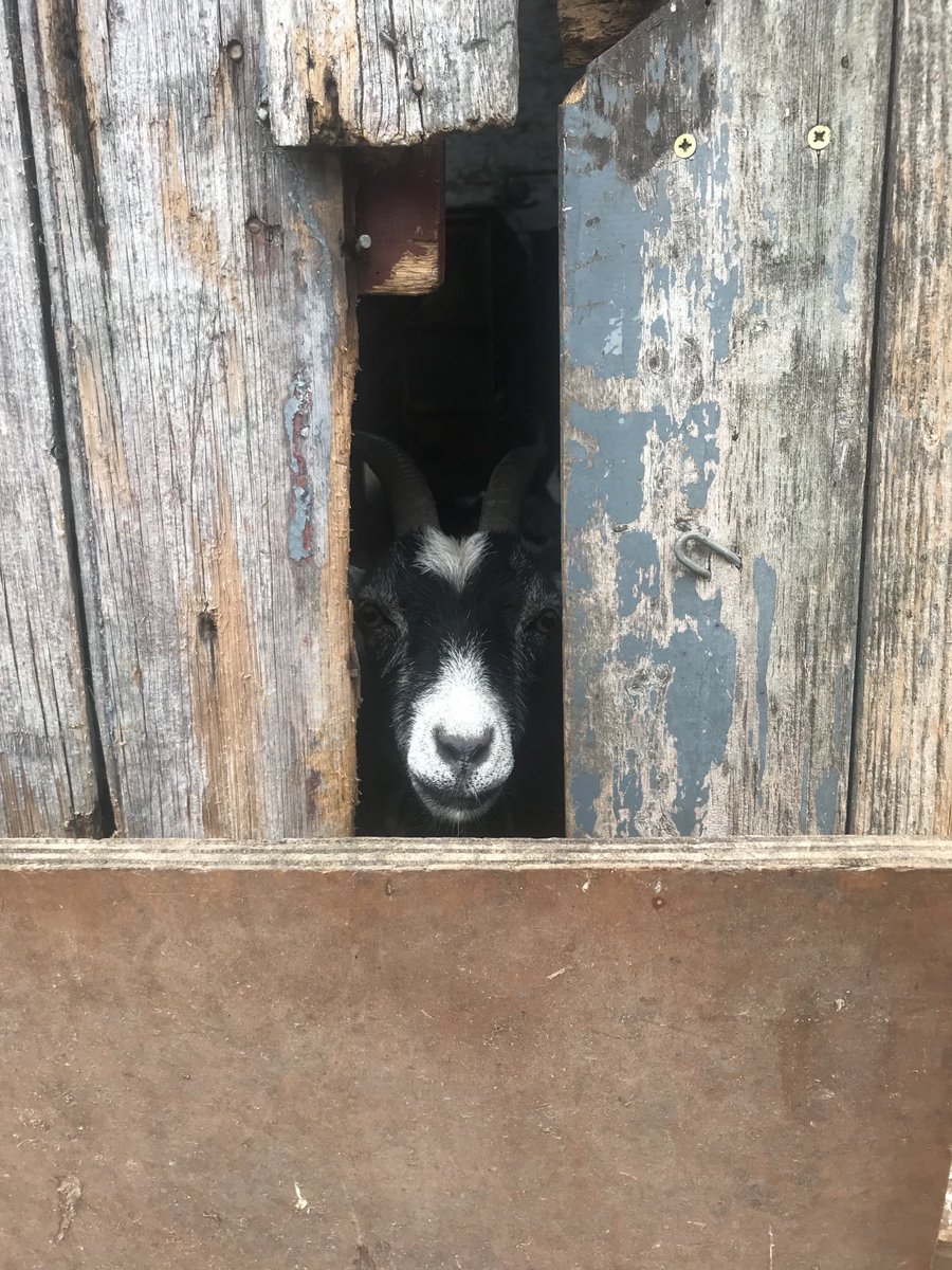 It’s plotting and I’m a little bit scared 😱 #Pygmygoat #farm24 #FarmingCAN #Cumbria ⁦<a href="/FarmersGuardian/">Farmers Guardian</a>⁩