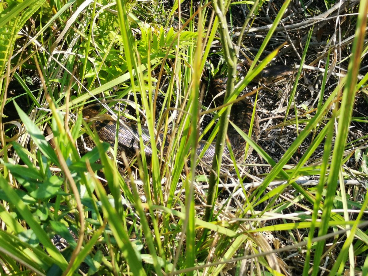 NickEvansKZN's tweet photo. Bumping into pythons in the bush is always exciting!
Stepped next to this two and a half meter specimen recently.
They blend in well with their environment!
#snakes #pythons #pythonnatalensis #reptiles #herpetology #fieldherping #SouthAfrica #africa #wildlife #conservation #kzn https://t.co/y0hQQA9Q2D