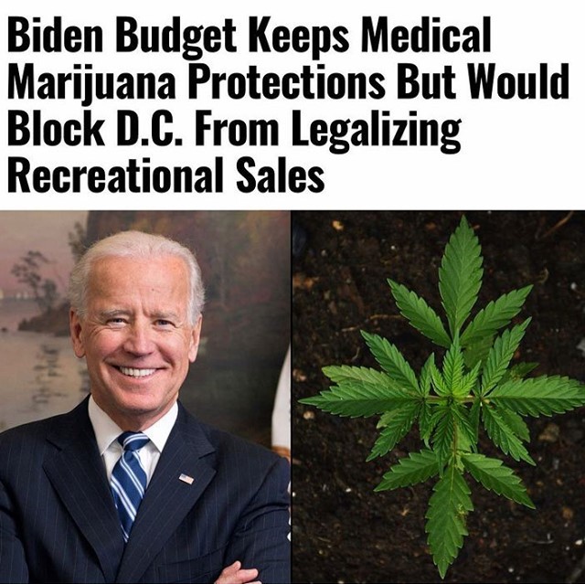 core_cannabis's tweet image. Fundamentally consider whether the government has the right to determine how and when you interact with plants. #coreissue #bidencannabis #bidenmarijuana #coremuseum #socialjusticecannabismuseum #bostonmuseum #cannabismuseum dlvr.it/S3KjkP
