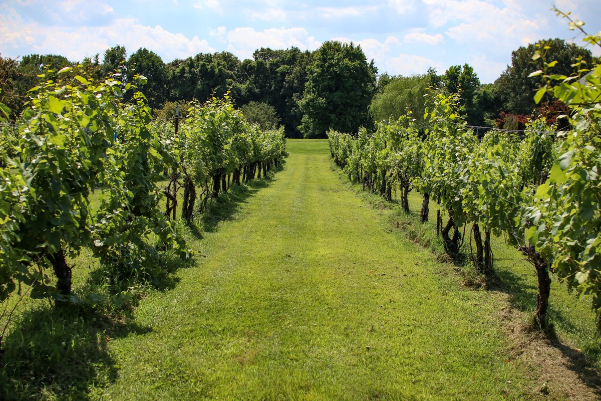 Our next stop in <a href="/PaducahCVB/">Paducah Creative City</a> was at <a href="/PurpleToadWine/">Purple Toad Winery</a>! This family-owned business is the largest winery in KY, producing 40+ award-winning wines, ranging from dry to sweet, including fun unique flavors like blue chocolate &amp; strawberry jalapeno 🍷😋. 
↪️purpletoadwinery.com