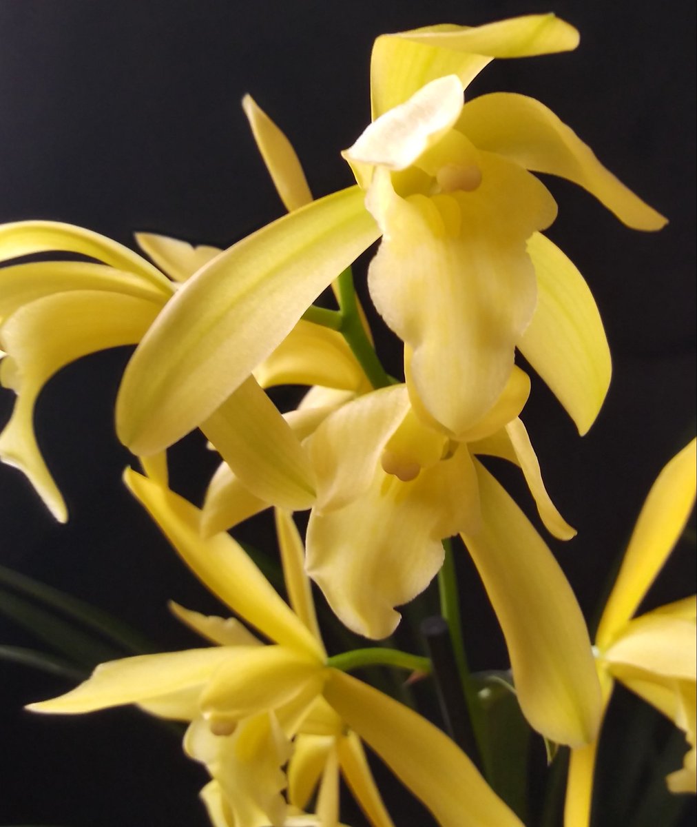 PetrovichBilly's tweet photo. Cymbidium Golden Elf (ensifolium x Enid Haupt)I quoted my post from last year,because this #Orchid bloomed in September,but it is #currentlyinbloom https://t.co/u2L3MqGwwl