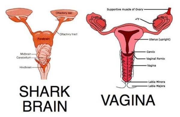 if you don't refer to your period as shark week what is you doing ?? #cramps https://t.co/wWvvE5CSXH