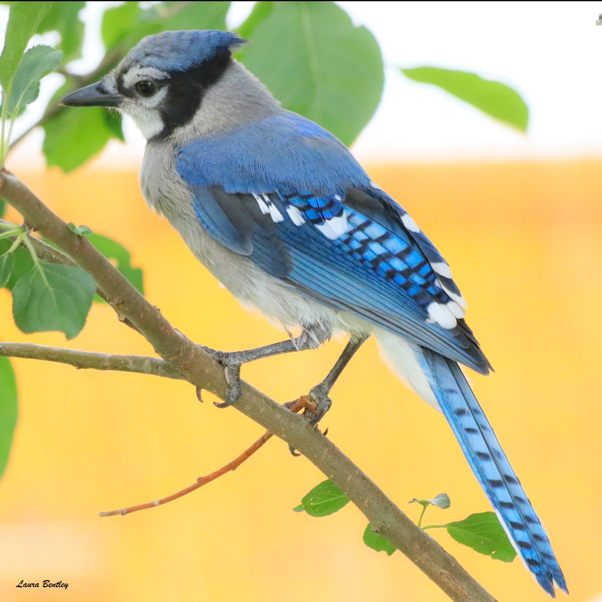 Blue is the new everything here! If you have big baby blue jays as I do, you know they command your attention to their every need 🤣 #BirdsAreBeautiful