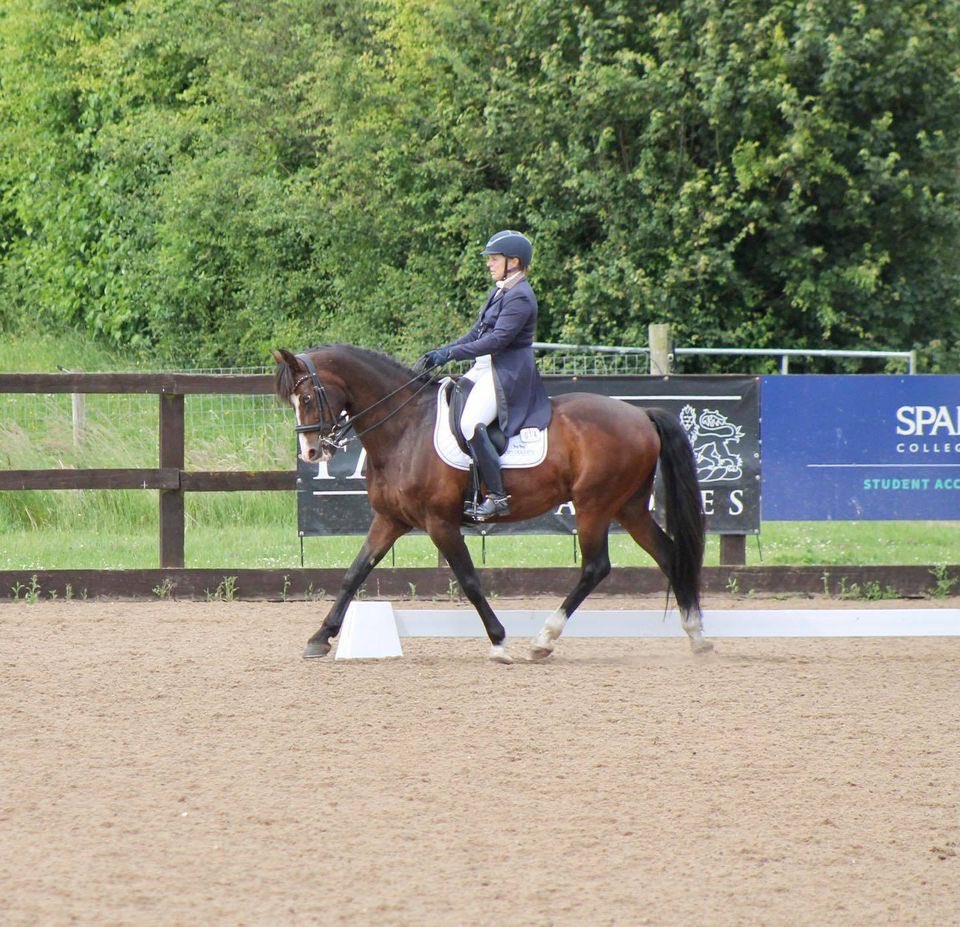 kluedo's tweet photo. Ponio enjoyed his first competition of 2021 last week 😱 good placings and percentages as well as gaining summer qualifications at Advance Medium and Prix st George 😁👍#dressage #horses https://t.co/wDrSg0eA4d https://t.co/3b5YtmuaEL