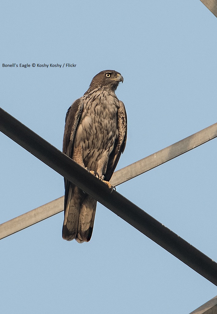 Bird Conservation International journal on Twitter "We know perching