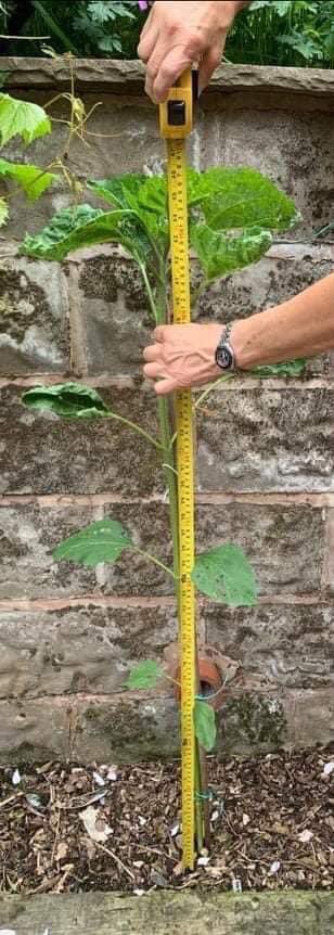 Far Forest Primary School PTFA tweet media