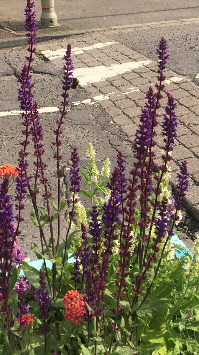 InchNorth's tweet image. These planters are joy to see, and the bees love them. Win, win. @PerthLS @sustperth @PerthandKinross @TayBiodiversity @PerthLifeScot @PKCTrust @PKPeoplePlace #urbandesign #nature #savethebees