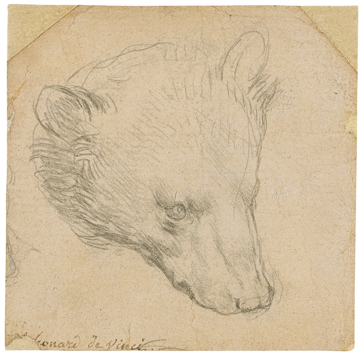 ChristiesInc's tweet photo. #AuctionUpdate Leonardo da Vinci's 'Head of a bear' achieved Β£8,857,500 in The Exceptional Sale, setting a new #WorldAuctionRecord for a drawing by the artist. The drawing is an exquisite demonstration of #LeonardodaVinci's unsurpassed mastery as a draughtsman. #ClassicWeekLondon https://t.co/d0Ja2Ualub