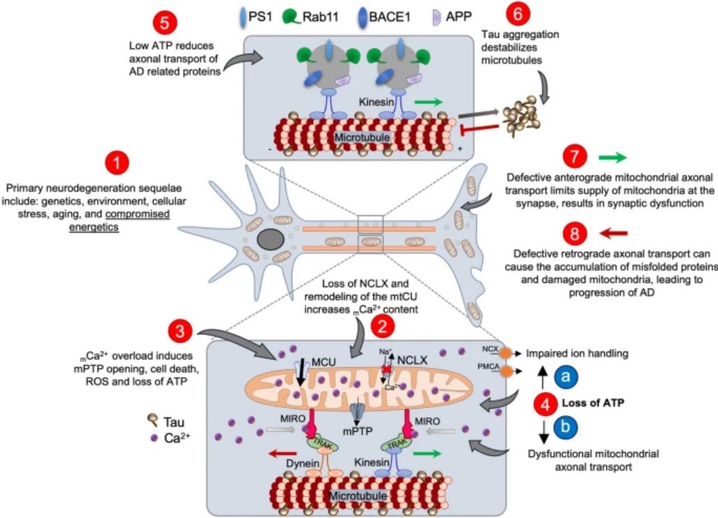 Reappraisal of metabolic dysfunction in neurodegeneration: Focus on mitochondrial function & calcium signaling - a useful review that involves a good section on #Parkinsons actaneurocomms.biomedcentral.com/articles/10.11…