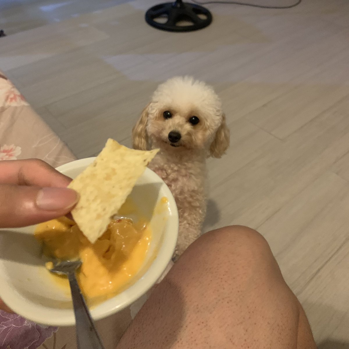 tostito vs toaster