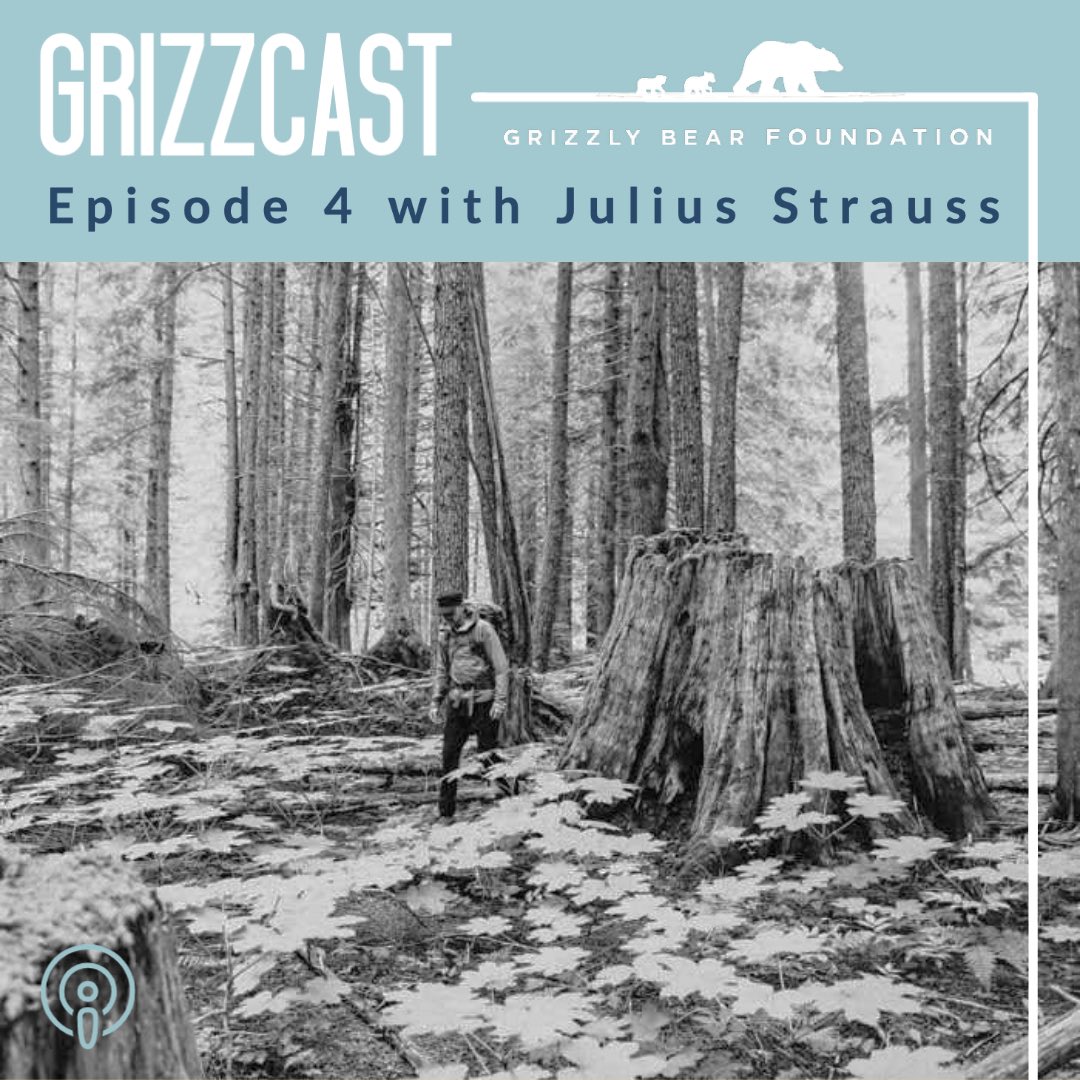 grizzlybearfdn's tweet photo. #GRIZZCAST IS BACK! 🐻🎙Listen now to Episode 4 “Common Ground.” Join us as we venture into British Columbia’s rare inland temperate rainforest with Julius Strauss - former war correspondent, wilderness guide, and activist. @wildbearlodge @bearviewingbc https://t.co/vnxdWeGjGg https://t.co/laCydBUhCd