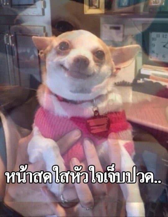 ตุ๊ดเถื่อน tweet media
