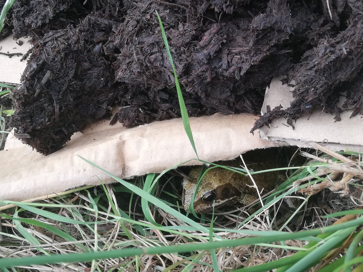 Oops... Sorry for disturbing you Mr Frog, but stick around to help us with the slugs <a href="/WoodfieldSC/">Woodfield School</a>. #nodig beds in our school #polytunnel #Brent #London. @charlesdowding @Steph_Hafferty <a href="/cipermaculture/">CiP</a> @Permaculture_uk  @RHSSchools <a href="/FoodGrowSchools/">FoodGrowingSchools</a>
