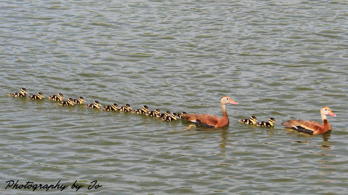 A pair of #blackbelliedwhistlingducks with their beautiful chicks... brought a smile to my my face and a feeling of joy to my heart!❤️How many chicks Can You See?
#birdwatching #NaturePhotography #natureheals
