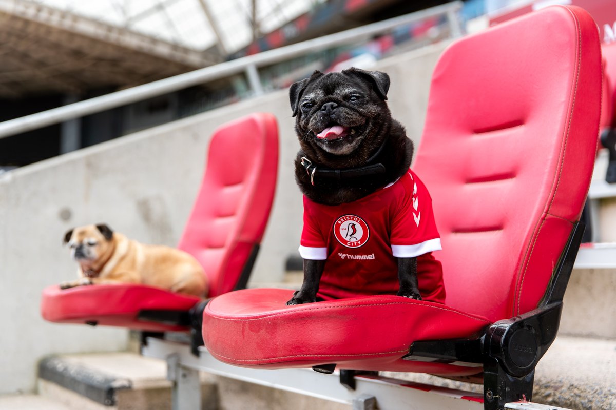 BristolCity's tweet photo. 𝐃𝐨𝐠 𝐬𝐢𝐳𝐞 𝐜𝐡𝐚𝐫𝐭: 📏

Labradors: 5-6 youth
Pugs: 18-24 months
Cocker spaniels: 3-4 youth https://t.co/fhlgYuPoml