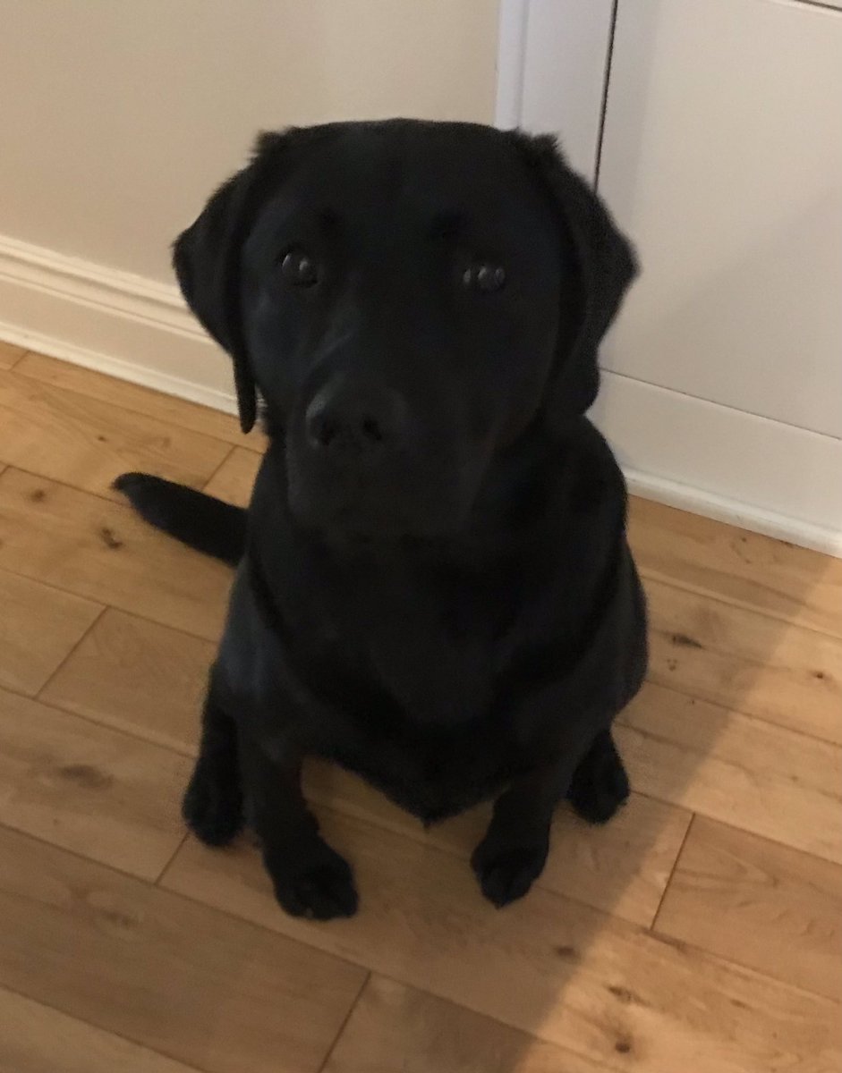 ejmoffatt's tweet photo. Today Rainbow discovered the low hanging ripe black currants. She is now trying the, if I look pleading enough she will find more for me, approach. @irishguidedogs https://t.co/BZCw5PcuIi