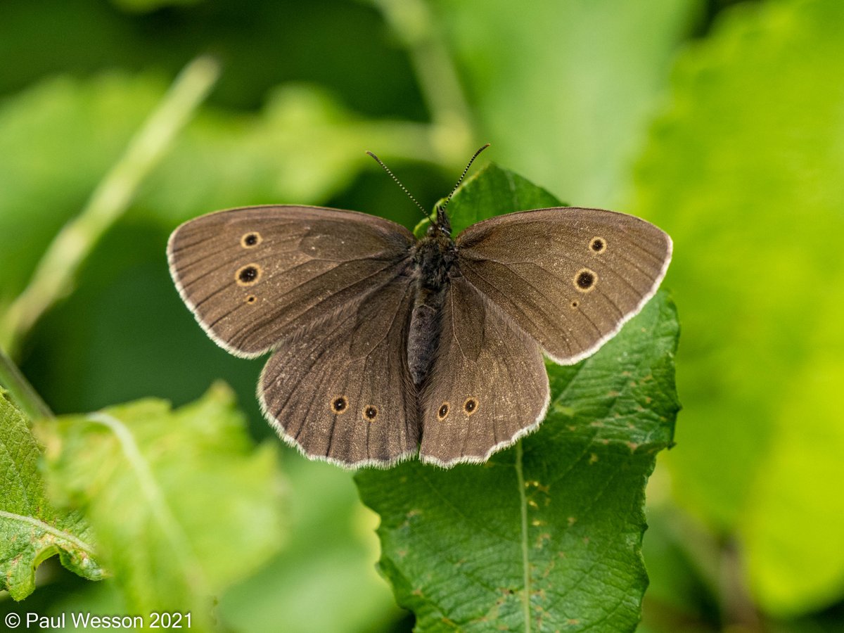 PaulWesson2's tweet photo. From today's visit @LeicsWildlife Cloud Wood. https://t.co/GmoouZ16kk