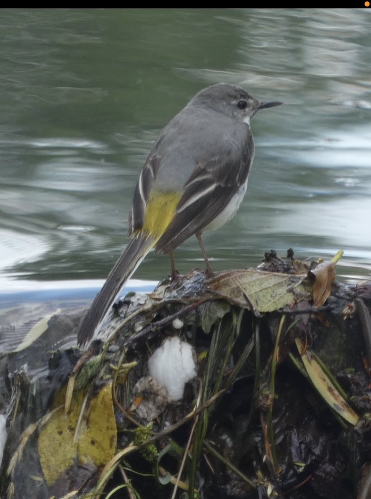 Itsinthestars76's tweet photo. @RSPBbirders @norfolkbroads @BirdSpotUK https://t.co/LaBODsBGgG