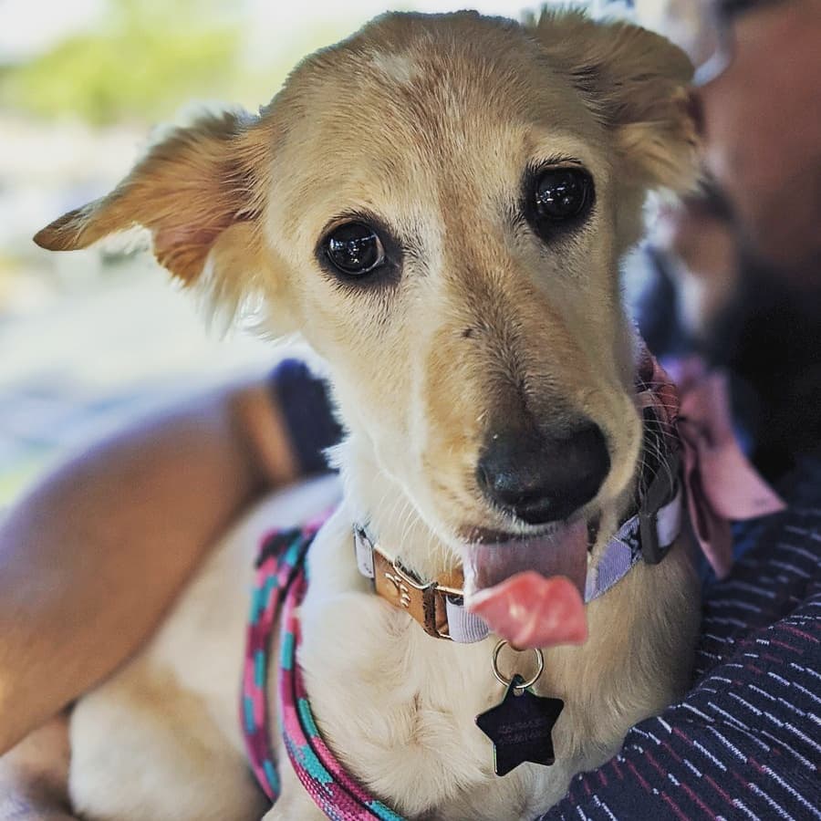 Soma_SNP's tweet photo. This Sunday is the one year anniversary of Honey coming into my life - she's the sweetest girl and my best friend ☺ photos from her 1st pup cup in 2020 and her 1st birthday in 2021 https://t.co/Eoy0EE8k5o