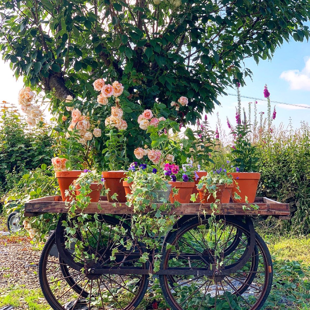 ShellEarth's tweet image. An afternoon well spent. 

I decided to adorn our Indian Cart with some summery planters. I’ve topped the pots with our crushed shells, which will help retain moisture during the Summer months, they look prettier than soil and will help to deter slugs too.