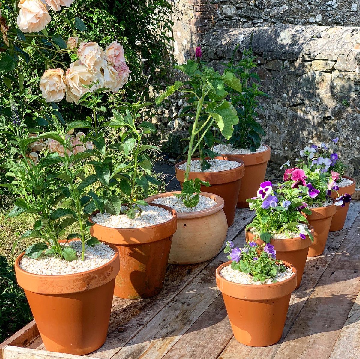 ShellEarth's tweet image. An afternoon well spent. 

I decided to adorn our Indian Cart with some summery planters. I’ve topped the pots with our crushed shells, which will help retain moisture during the Summer months, they look prettier than soil and will help to deter slugs too.