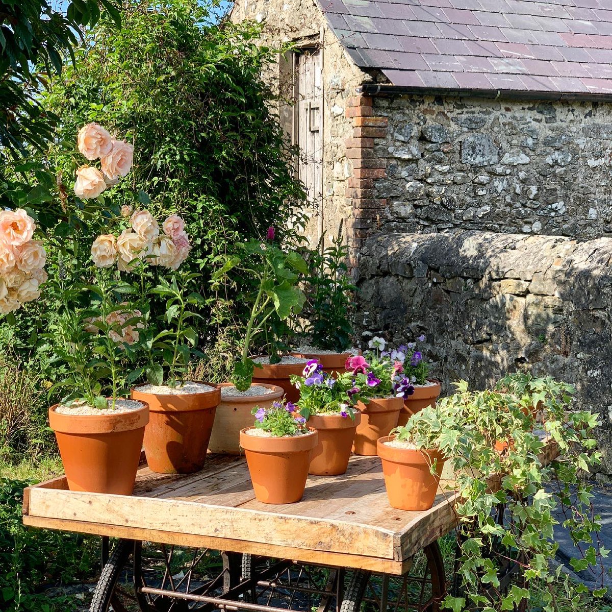 ShellEarth's tweet image. An afternoon well spent. 

I decided to adorn our Indian Cart with some summery planters. I’ve topped the pots with our crushed shells, which will help retain moisture during the Summer months, they look prettier than soil and will help to deter slugs too.