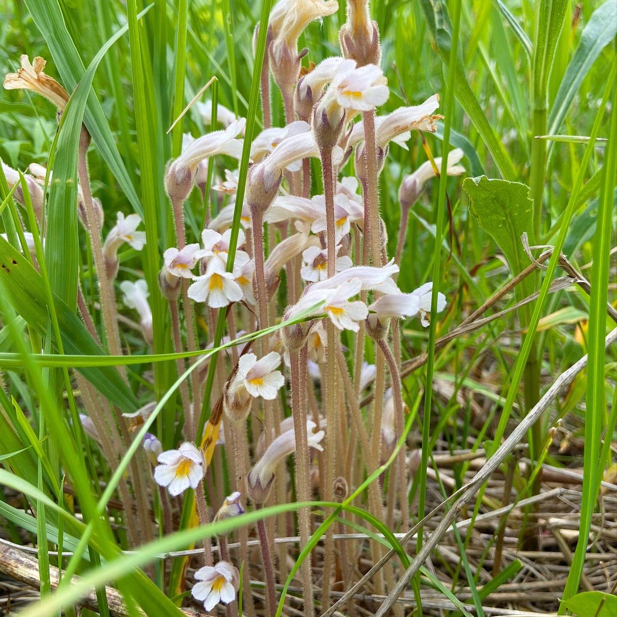 alex ebert tweet media