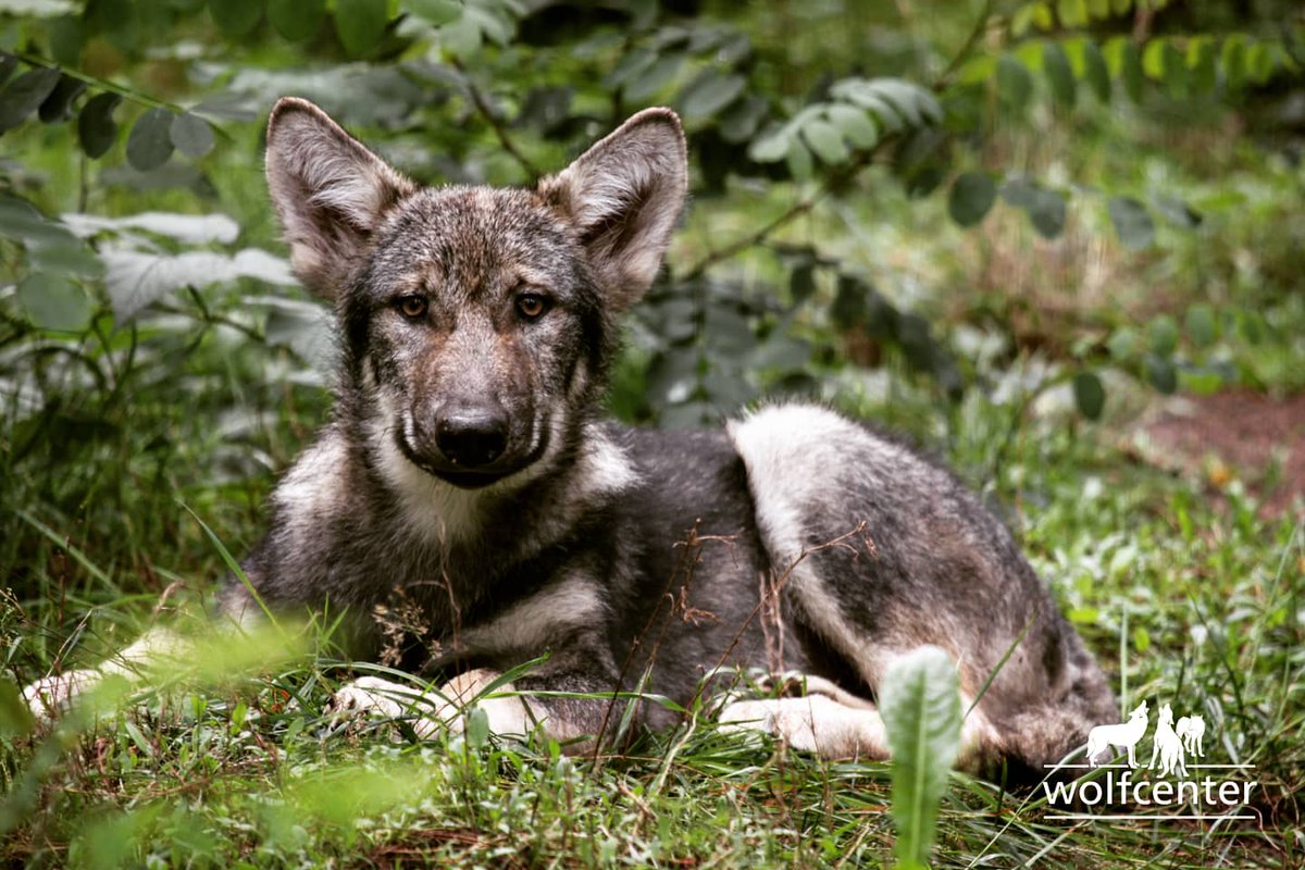 WOLFCENTER_'s tweet photo. Kleiner throwback zum #tbt. Mitja als Welpe - mittlerweile 10 Jahre her. Wir sind verliebt ❤️🐺 #wolfcenter #ThrowbackThursday #throwbackmemories #wolves #welpe #puppylove https://t.co/MjP1vG8Hki
