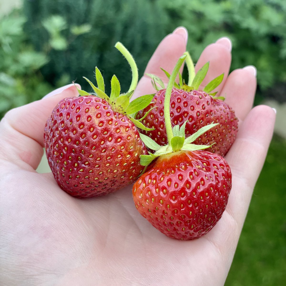 Kate_Rees's tweet image. My first strawberry harvest🍓🍓🍓