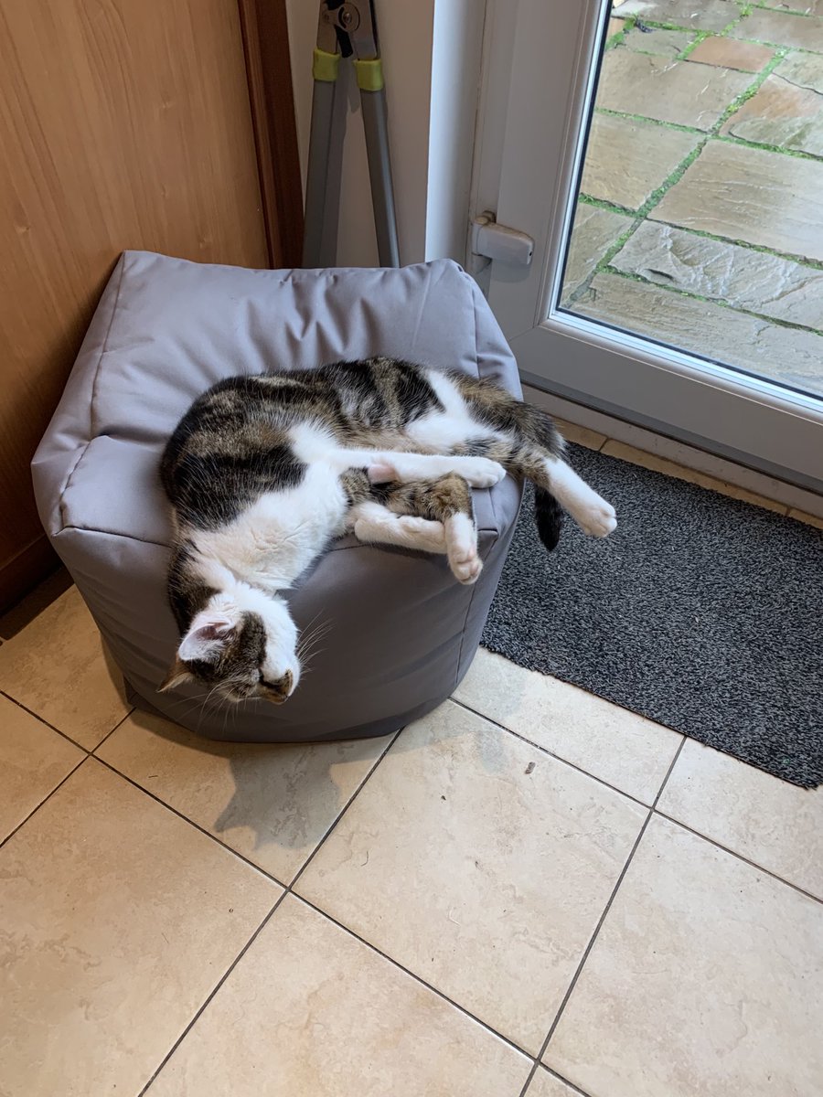 A little update on Belle the cat missing for a month and rescued from ⁦<a href="/worldoffitba/">World Of Football</a>⁩ as you can see she is back to living her best life so grateful ❤️❤️😻 <a href="/edinburghpaper/">Edinburgh Evening News</a>⁩ ⁦<a href="/BoogsTweets/">Boogie 📻</a>⁩ ⁦<a href="/ScottishSPCA/">Scottish SPCA 🐾</a>⁩