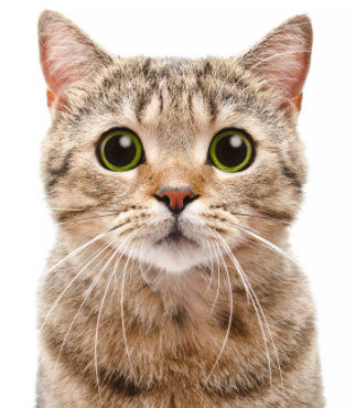 DIST CORP. tweet media