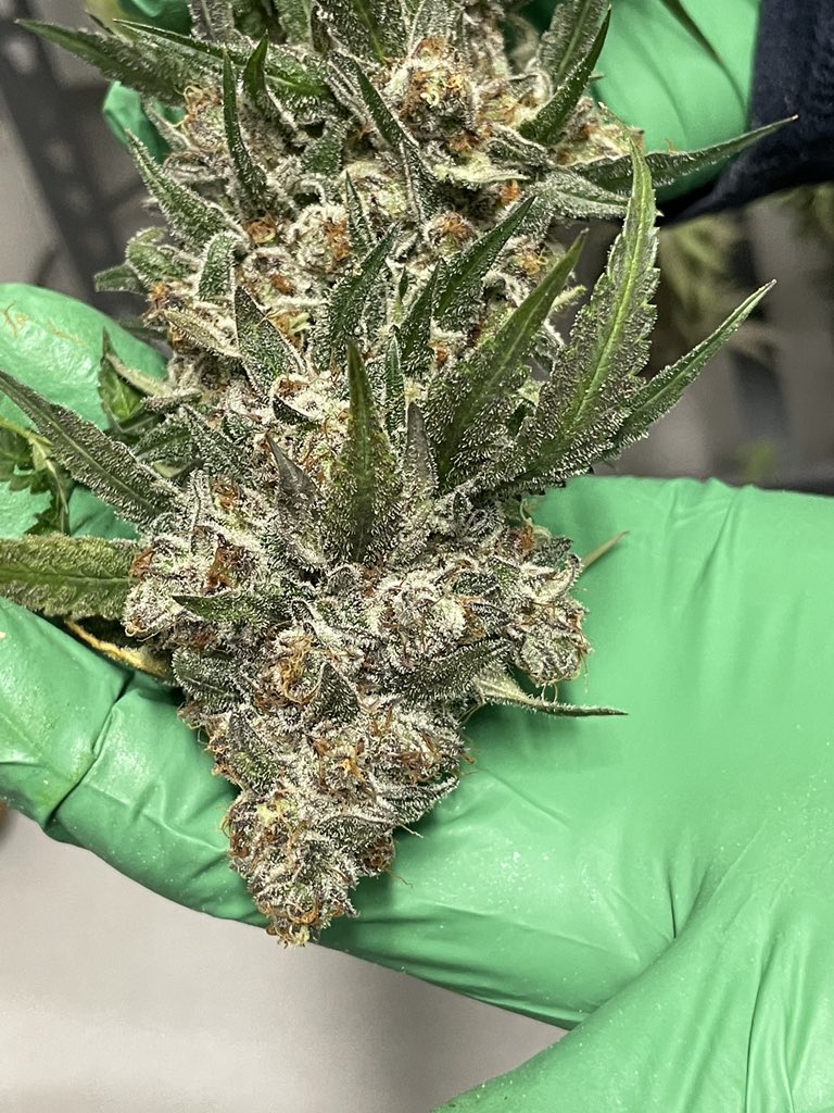 Getting our swagger back. Year one kicked the $hit out of us in legal world. This is our own strain, we referred to it as “Ryan Ryan”. It was a cross of Ryan’s favourites. It’s never been tested before, it was bread on bag appeal alone. Nicest stuff we’ve grown yet, hands down.