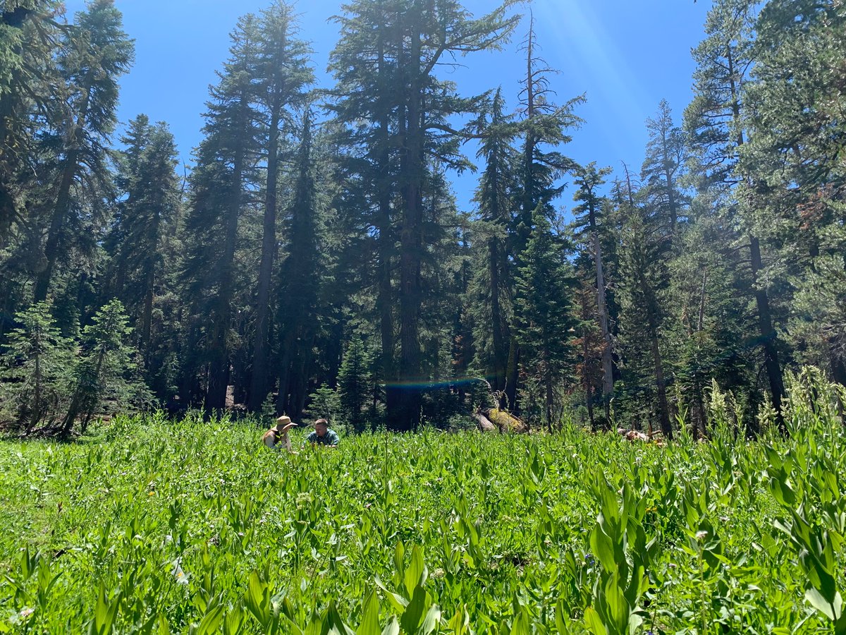 rachelvannette's tweet photo. Do some plant species have #antimicrobial #nectar? We aim to find out! Flower inoculations in @mtn_ash meadow near @SagehenCreekFS with @J_S_Francis. #nectaryeast #acinetobacter #NSFsupported https://t.co/6s38iaNltN