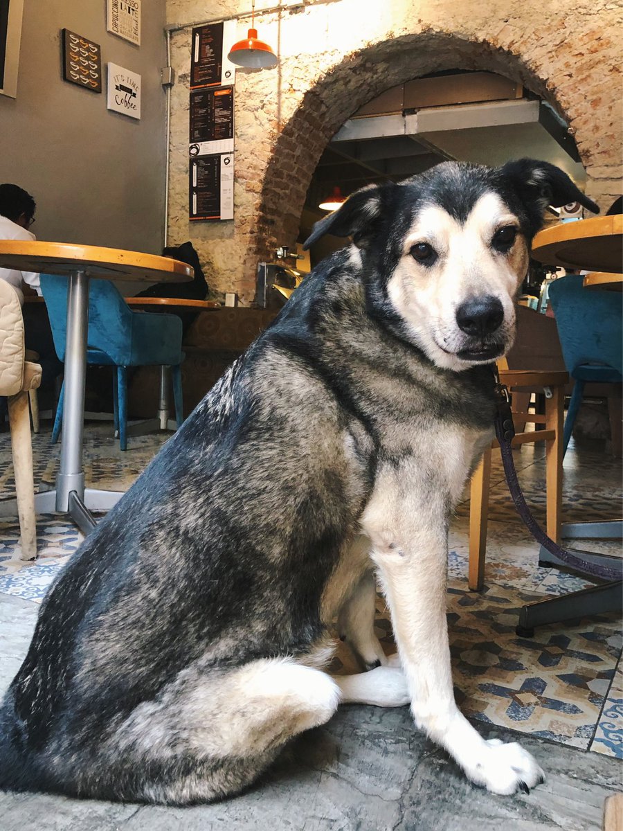 ClubCafeGto's tweet photo. Nuestros clientes favoritos 🐾 

Su mamá le dijo que volteara a la cámara 🤩 así o más galán?

#welovedogs #petfriendly #consumelocal #visitgto #guanajuato_mx https://t.co/KP9nrBbZ8g