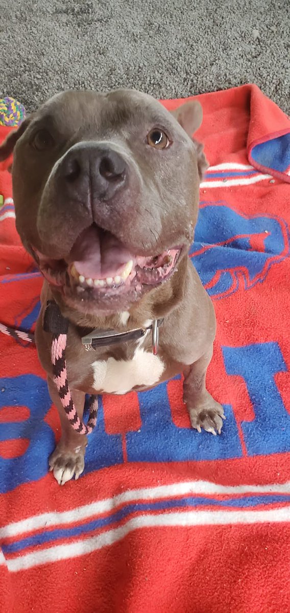 camppapillon's tweet photo. #ThrowbackThursday to Chance getting settled in! Look at that sweet smile. ❤🐾
#chance #takeachanceonme #campp #pitties https://t.co/PXWKWmfbtf