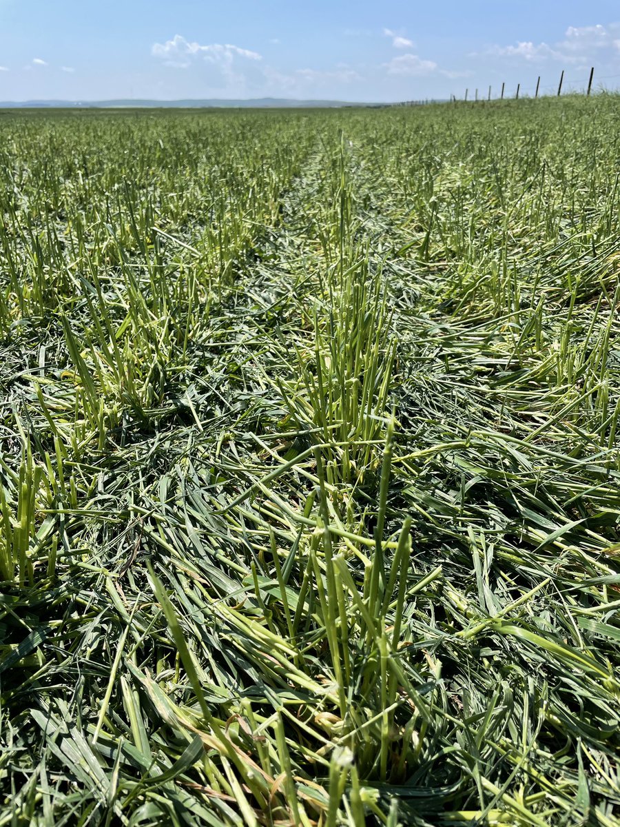 ChristensenFrms's tweet photo. 100% hailed out barley and wheat. What are a guys options for mid July on dry land field? Good subsoil moisture. No cows available. Any thoughts? https://t.co/JhS8CqZkoF