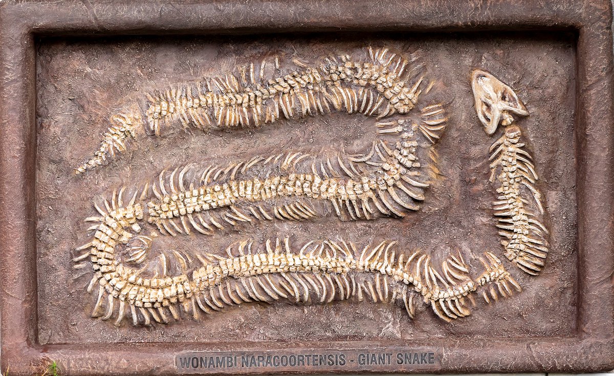 ANBG's tweet image. Wonambi is the name given by the local Aboriginal people at Naracoorte after the Rainbow Serpent of the Dreamtime.
Aboriginal people coexisted with megafauna for thousands of years providing a rich history of cultural knowledge, storytelling &amp;amp; art
#NAIDOC2021 #MEGAfauna21 @ANBG