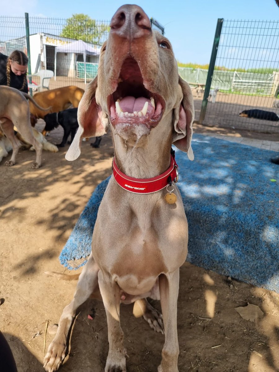 We just have the happiest looking dog. This is Ted having fun at doggy daycare